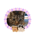 保護猫タラちゃん（個別スタンプ：4）
