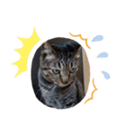保護猫タラちゃん（個別スタンプ：5）