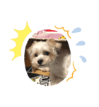 愛犬のマル 2（個別スタンプ：3）
