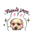 愛犬のマル 2（個別スタンプ：4）