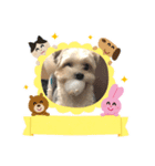 愛犬のマル 2（個別スタンプ：6）