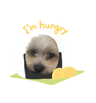 愛犬のマル 2（個別スタンプ：7）
