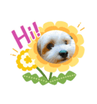 愛犬のマル 2（個別スタンプ：8）