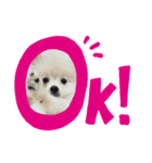ポメラニアンLeoの日常（個別スタンプ：5）