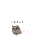 かまぼこだよ（個別スタンプ：9）
