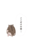 かまぼこだよ（個別スタンプ：12）