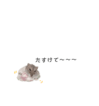 かまぼこだよ（個別スタンプ：14）