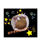茶トラ兄妹のぶみーの仲良しLINEスタンプ（個別スタンプ：1）