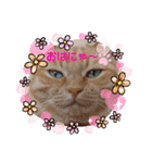 茶トラ兄妹のぶみーの仲良しLINEスタンプ（個別スタンプ：2）