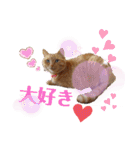 茶トラ兄妹のぶみーの仲良しLINEスタンプ（個別スタンプ：3）