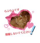 茶トラ兄妹のぶみーの仲良しLINEスタンプ（個別スタンプ：4）
