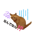 茶トラ兄妹のぶみーの仲良しLINEスタンプ（個別スタンプ：5）