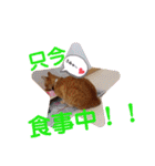 茶トラ兄妹のぶみーの仲良しLINEスタンプ（個別スタンプ：6）