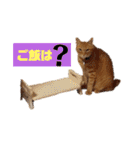 茶トラ兄妹のぶみーの仲良しLINEスタンプ（個別スタンプ：7）