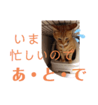 茶トラ兄妹のぶみーの仲良しLINEスタンプ（個別スタンプ：8）
