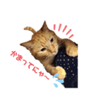 茶トラ兄妹のぶみーの仲良しLINEスタンプ（個別スタンプ：10）