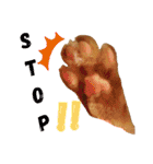 茶トラ兄妹のぶみーの仲良しLINEスタンプ（個別スタンプ：11）