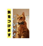 茶トラ兄妹のぶみーの仲良しLINEスタンプ（個別スタンプ：12）