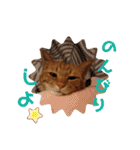 茶トラ兄妹のぶみーの仲良しLINEスタンプ（個別スタンプ：13）