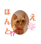 茶トラ兄妹のぶみーの仲良しLINEスタンプ（個別スタンプ：14）