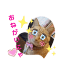 茶トラ兄妹のぶみーの仲良しLINEスタンプ（個別スタンプ：15）