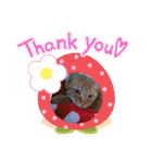 茶トラ兄妹のぶみーの仲良しLINEスタンプ（個別スタンプ：16）