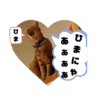 茶トラ兄妹のぶみーの仲良しLINEスタンプ（個別スタンプ：17）