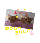 茶トラ兄妹のぶみーの仲良しLINEスタンプ（個別スタンプ：18）