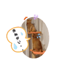 茶トラ兄妹のぶみーの仲良しLINEスタンプ（個別スタンプ：21）