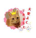 茶トラ兄妹のぶみーの仲良しLINEスタンプ（個別スタンプ：22）