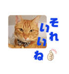 茶トラ兄妹のぶみーの仲良しLINEスタンプ（個別スタンプ：23）