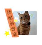 茶トラ兄妹のぶみーの仲良しLINEスタンプ（個別スタンプ：24）
