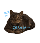えぶりでいにゃんにゃんすたんぷ（個別スタンプ：2）