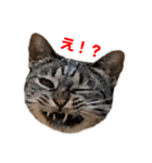 えぶりでいにゃんにゃんすたんぷ（個別スタンプ：4）