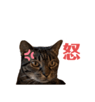 えぶりでいにゃんにゃんすたんぷ（個別スタンプ：11）