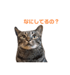 えぶりでいにゃんにゃんすたんぷ（個別スタンプ：13）