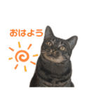 えぶりでいにゃんにゃんすたんぷ（個別スタンプ：14）