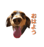 愛犬とあちゃん♫②（個別スタンプ：2）