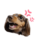 愛犬とあちゃん♫②（個別スタンプ：3）