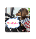 愛犬とあちゃん♫②（個別スタンプ：4）
