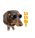愛犬とあちゃん♫②（個別スタンプ：9）