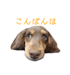 愛犬とあちゃん♫②（個別スタンプ：12）