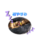愛犬とあちゃん♫②（個別スタンプ：13）