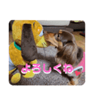 愛犬とあちゃん♫②（個別スタンプ：15）