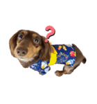 愛犬とあちゃん♫②（個別スタンプ：16）