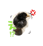 Ryoryo's pet's part3（個別スタンプ：4）