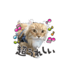 Ryoryo's pet's part3（個別スタンプ：5）