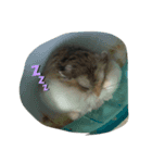 Ryoryo's pet's part2（個別スタンプ：1）