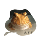 Ryoryo's pet's part2（個別スタンプ：4）