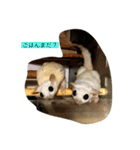 Ryoryo's pet's part2（個別スタンプ：6）